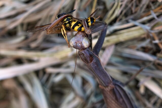 A close view of a praying mantis holding a yellow-and-black wasp among dry grasses