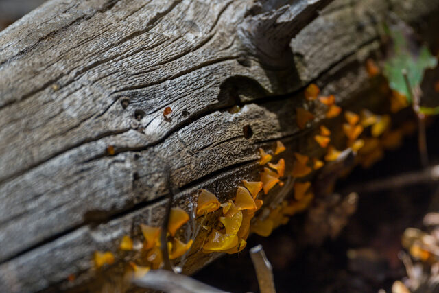 Small amber fungi growing along the grain of a weathered log