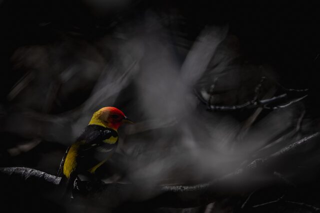 A red-and-yellow bird perched among dark branches and softly blurred foliage
