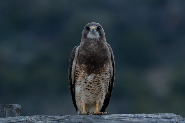 A hawk looking straight toward the camera from a weathered wooden fence
