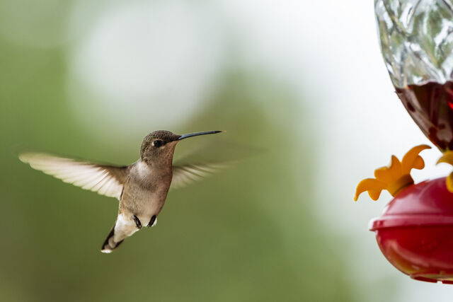 A hummingbird hovering beside a red feeder with its wings spread