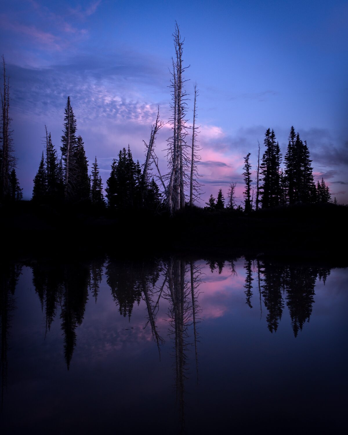 Trees reflected in still water beneath a blue and pink twilight sky