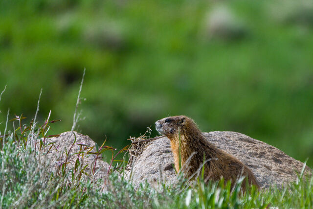 A marmot sitting among rocks and grasses against a green background