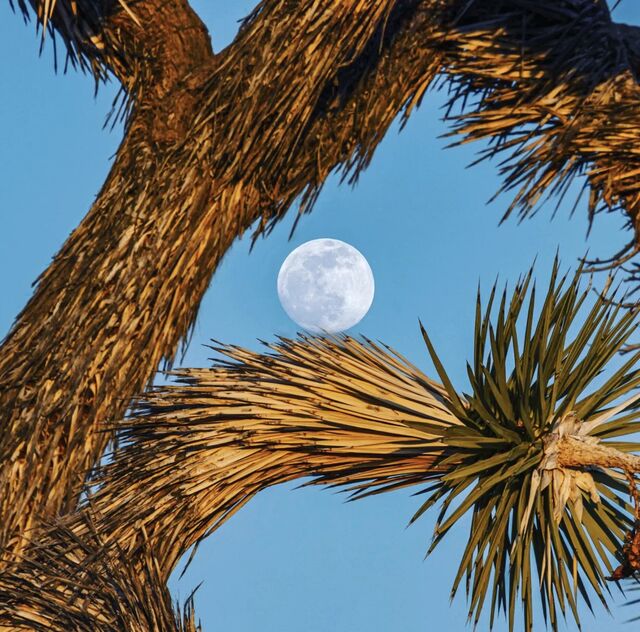 The moon framed by sunlit Joshua tree branches against a blue sky