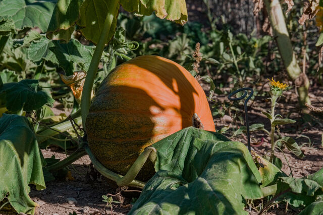 An orange pumpkin growing among broad green leaves and curling vines