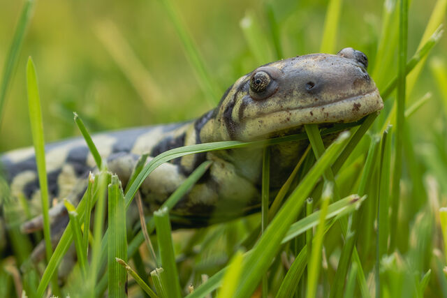 A spotted salamander peering through bright green blades of grass