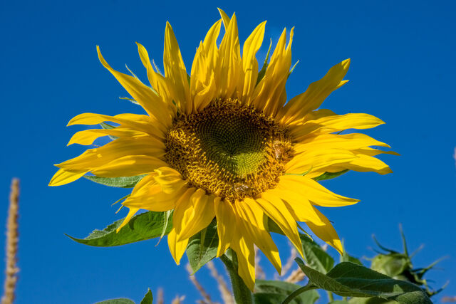 Bees visiting a bright yellow sunflower beneath a clear blue sky