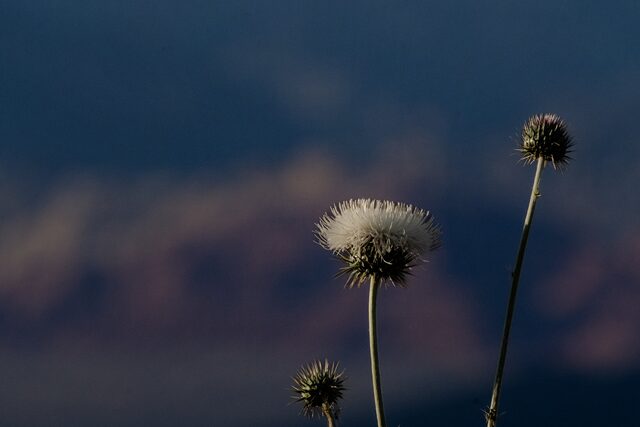 A pale thistle flower and spiny buds against a softly blurred blue background